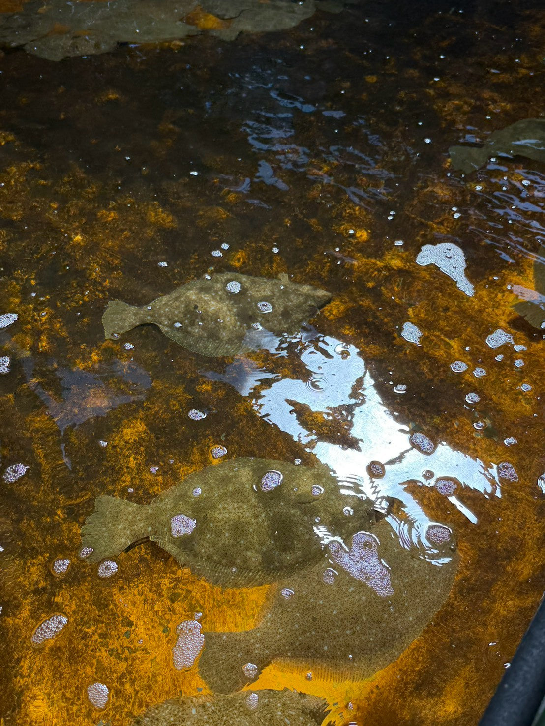 （有）河内水産　 河内伸浩
